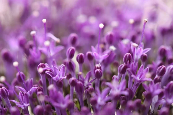 Violet flowers  on blurred background with  boke — Stock Photo, Image