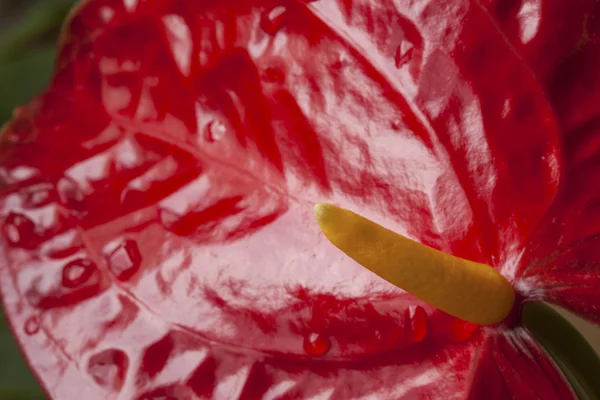Rote Blume, Anthurium, Nahaufnahme — Stockfoto