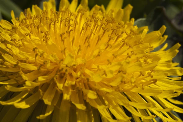 Zbliżenie kwitnącego żółtego kwiatu mniszka lekarskiego — Zdjęcie stockowe