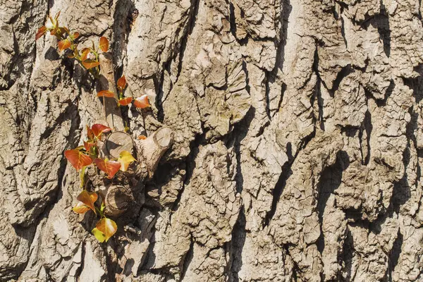 New life with the old trees. — Stock Photo, Image