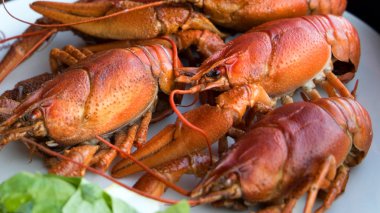 Bitkisel taze deniz ürünleri.