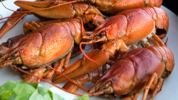 Bitkisel taze deniz ürünleri.