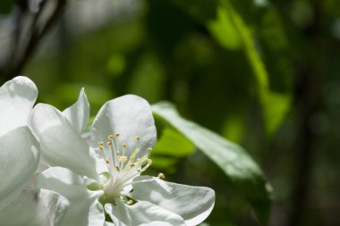 Bahar bahar çiçekli yabani kiraz