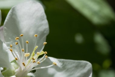 Güneş dal kiraz çiçekleri.