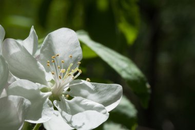 Bir bahar beyaz narin çiçekler sherry yakın çekim