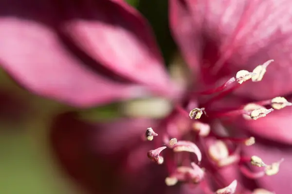 Spring flowering wild apples in the garden — Stock Photo, Image