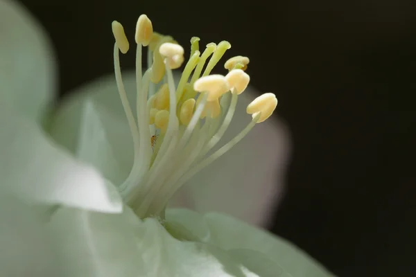 Close up das flores da macieira. — Fotografia de Stock