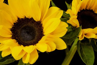 Siyah bir zemin üzerine parlak sarı ayçiçeği