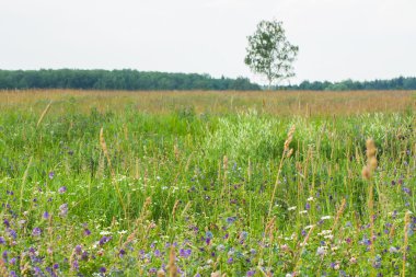 Yaz manzara. Çayır çiçek açan kır çiçekleri kırsal alanlarda ile