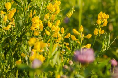 Çim, güneş alan, yaz kavramı ışığında karşı sarı çiçek