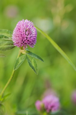 Alanında doğal yaz zemin çiçek yonca