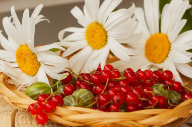 Hasır kase ve camomiles kırmızı kuş üzümü