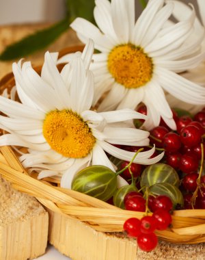 Hasır kase, camomiles Bahçe Frenk üzümü