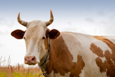 Bize baktı, mavi scy inek Portret.