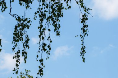 Yeşil yaprakları ve dalları arka planda gökyüzü