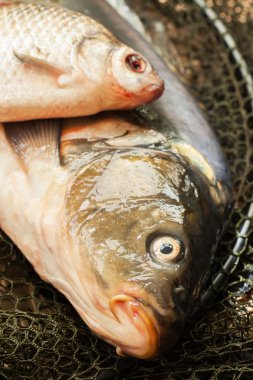 Üzerinde net sepet balık. Balıkçılıkla ilgili makale.