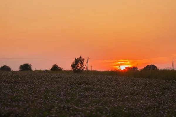 Красочный закат на поле с цветущим клевером — стоковое фото