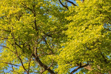 Olağandışı yeşil ağaç dalları, yaz günü