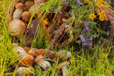 Hasır sepet mantar ve orman çiçekler