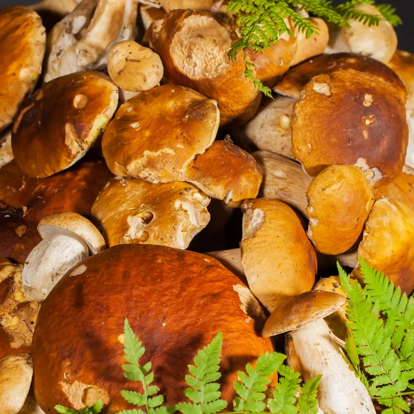 Gran pila de hongos porcini frescos antes de cocinar —  Fotos de Stock