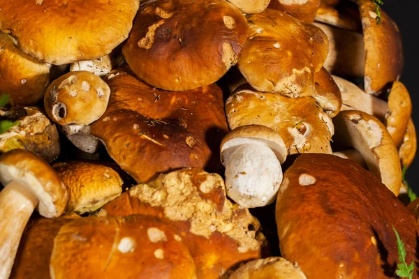 Cogumelos Porcini dobrado chapéus para a câmera — Fotografia de Stock