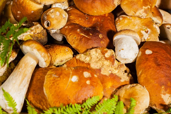Cogumelos porcini frescos, close-up — Fotografia de Stock