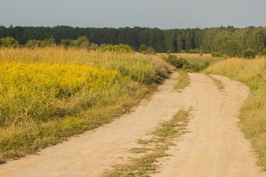 Yaz dikey arka plan: çayır çiçek açması kır çiçekleri ile orman için güzel güneşli dayroad