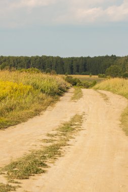 Yaz arka plan: bir çayır ile kırsal alanda çiçek açması kır çiçekleri için sıcak güneşli dayroad.