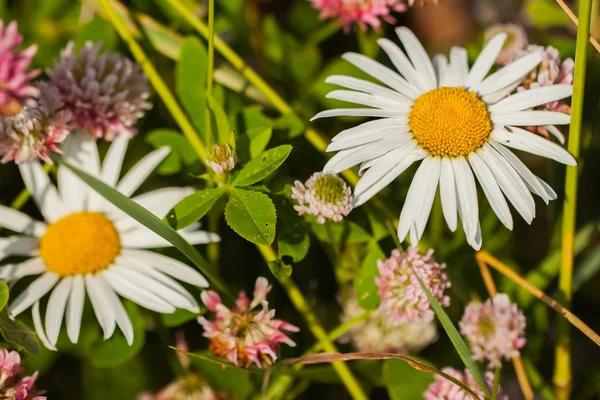 Ромашка - скромный дикий цветок с кашлем и свойствами в травяной медицине . — стоковое фото