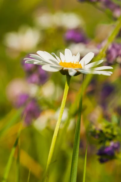 Les marguerites symbolisent la joie et la gentillesse représentent des sentiments tremblants, l'humilité, l'amour et la beauté — Photo