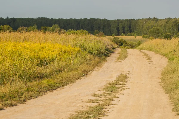 Yaz dikey arka plan: çayır çiçek açması kır çiçekleri ile orman için güzel güneşli dayroad
