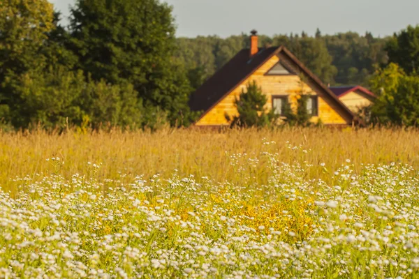 Paesaggio estivo in una giornata di sole. Prato con fiori selvatici in fiore. Nel verde è circondata da una casa di campagna in zone rurali — Foto Stock