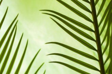 Genç palm, arka plan için fikir yaprak yeşil doğa desen