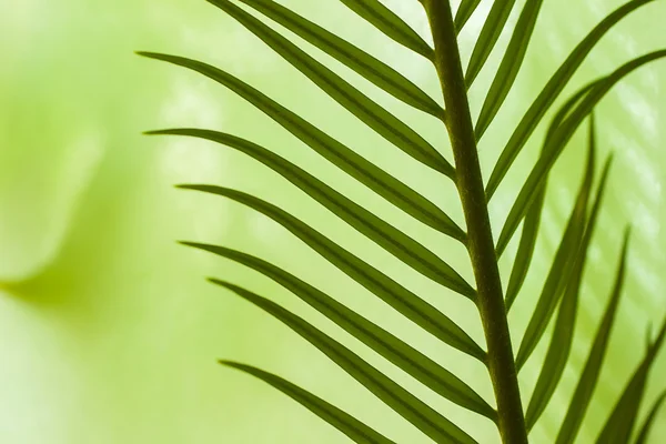 Крупный план молодых пальмовых листьев в различных зеленых тонах, для естественных фонов — стоковое фото