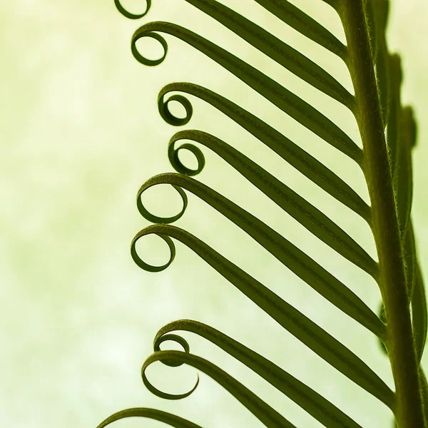 Detail of young spring palm leaves on green background — Stock Photo, Image