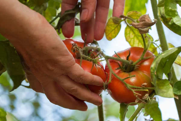 Yaşlı bir kadın güneşli günde bir sebze bahçe büyüyen kırmızı homegrown domates tutan eller