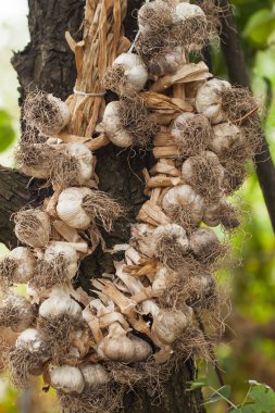 Sarımsak taze yeni mahsul örgü. örgülü üzerinde rustik arka planını hasat.