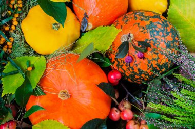 Kabaklar renkli arka plan üzerinde çeşitli ürün yelpazesine bırakır. Sonbaharda hasat.