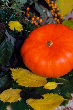 Sonbahar, bir kabak yakın çekim, deniz topalak, renkli yaprakları, parlak arka plan