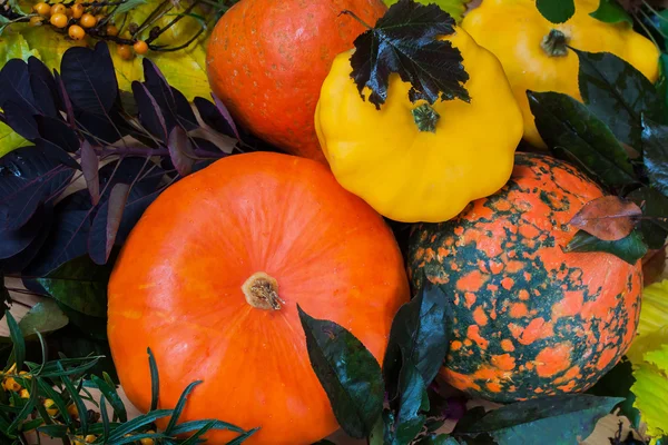 Vielfältiges Sortiment an Kürbissen und bunten Blättern für verschiedene Herbstferien — Stockfoto