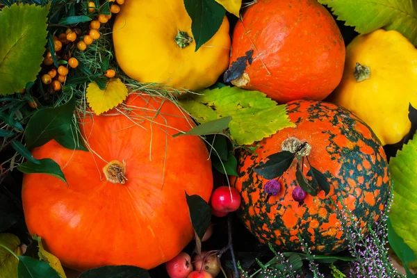 Осенний натюрморт, День благодарения - сбор различных тыкв с разноцветными листьями — стоковое фото
