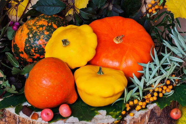 Bodegón de otoño, Acción de Gracias - cosecha de diferentes calabazas, espino cerval de mar, hojas coloridas, fondo vibrante — Foto de Stock