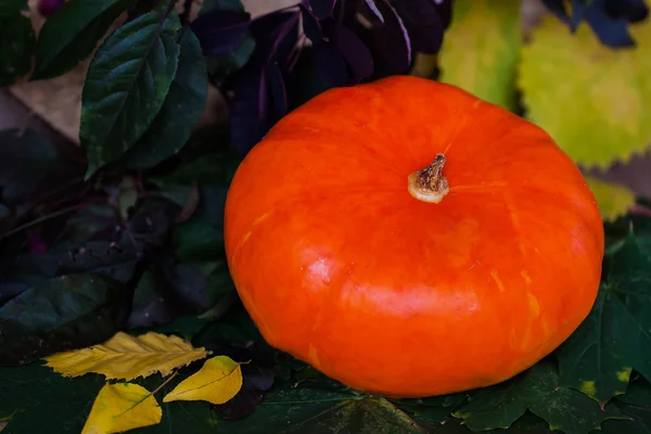 Una hermosa calabaza en hojas de color otoño. Fondo vívido para diferentes vacaciones. Coloque texto de escritura a su alrededor . — Foto de Stock