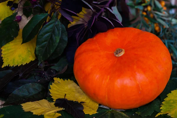 Heldere mooie pompoen in een verscheidenheid van multi-gekleurde bladeren, voor decoratie en feestelijk diner — Stockfoto