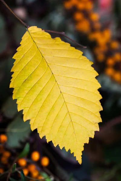 Jednou na podzim žluté s cesmínou Rakytník, tmavé pozadí. Selektivní fokus na listu — Stock fotografie