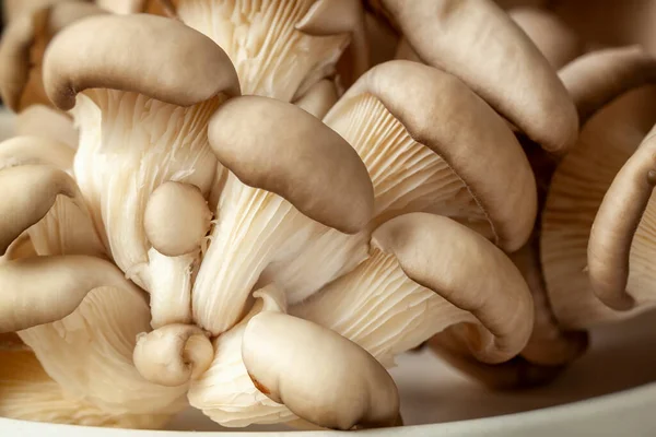 Ekologiska ostronsvampar. Vegetarisk ingrediens mat. Naturlig svamp bakgrund — Stockfoto