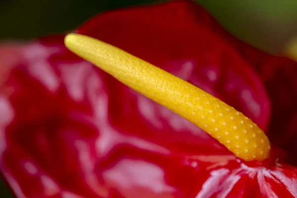 Closeup of red anthurium flower or flamingo lily — Stock Photo, Image