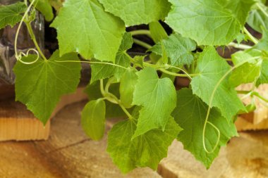 Bitki yetiştirme, salatalık filizi, özel zengin toprak. Tohum ekme, tarım, tarım, bahçıvanlık.