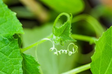 Genç filizler, sebze filizlerinden sarmal filizler. Ekoloji kavramı, yeni fikirlerin sembolü, başlangıç ve destek