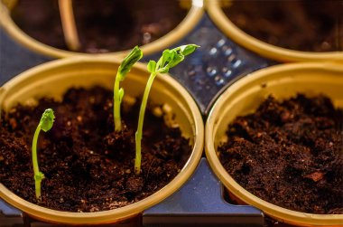 Genç, yeşil yetiştirilmiş filizler yakın plan. Ekoloji, tarım, ev tarım hobisi, baharda bahçede çalışmak.